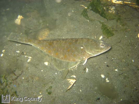 Photo of English Sole - Pleuronectes vetulus